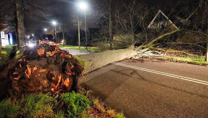 auto rijdt in op boom Dongen